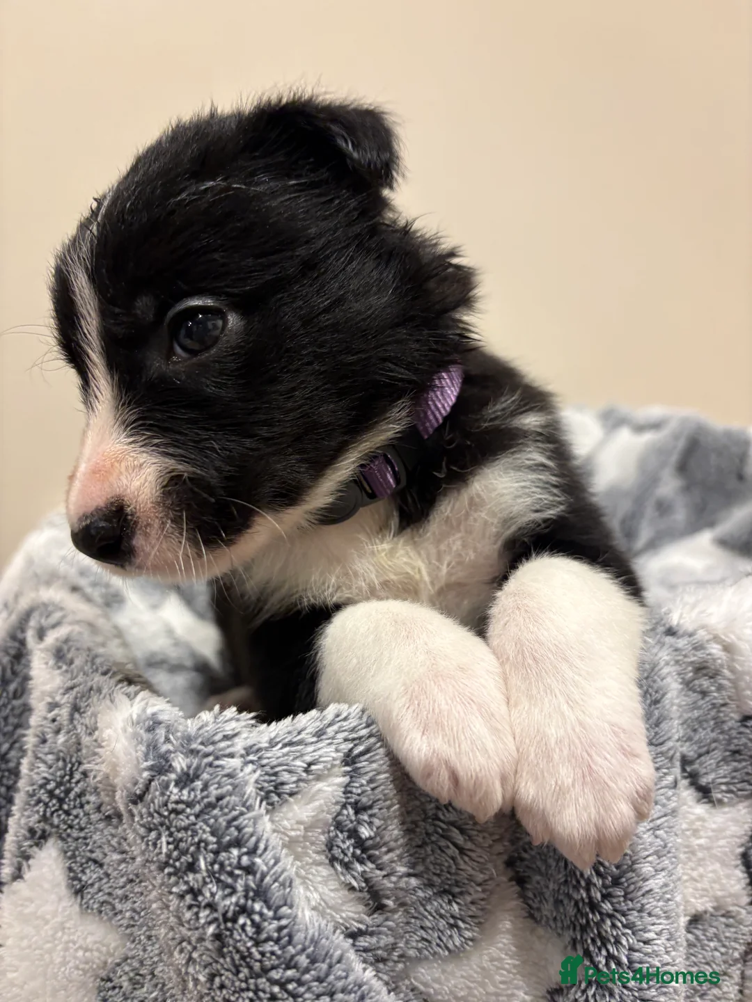 Border Collie dogs for sale: ⭐️ Border Collie Puppies ⭐️ - Advert 10