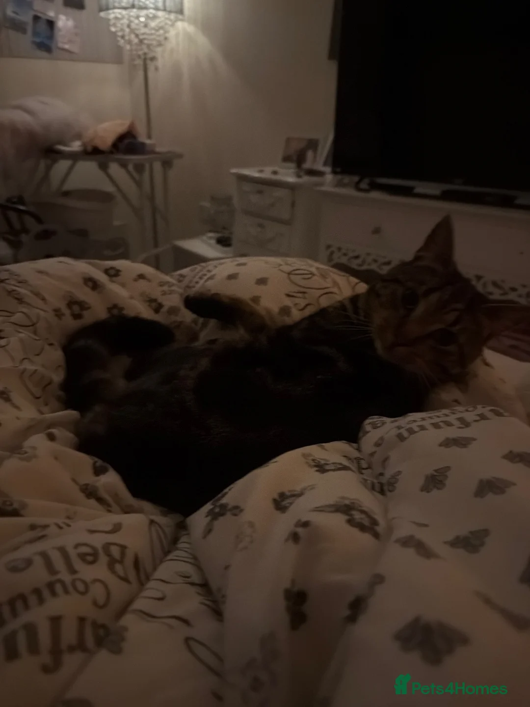 British Shorthair cats for sale: Dobby  - Advert 2