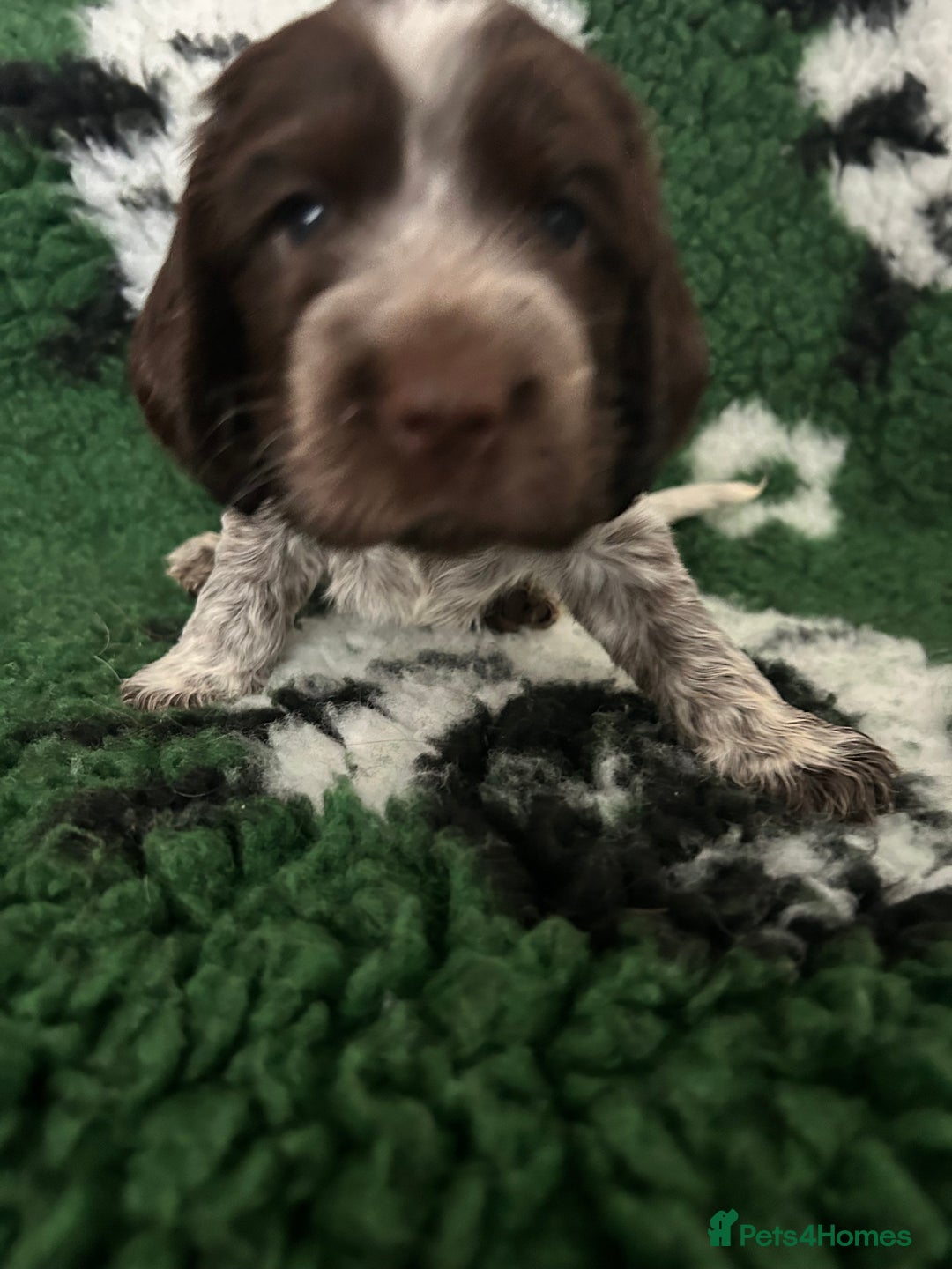 Cocker Spaniel dogs for sale: Show cocker spaniel  - Image 35