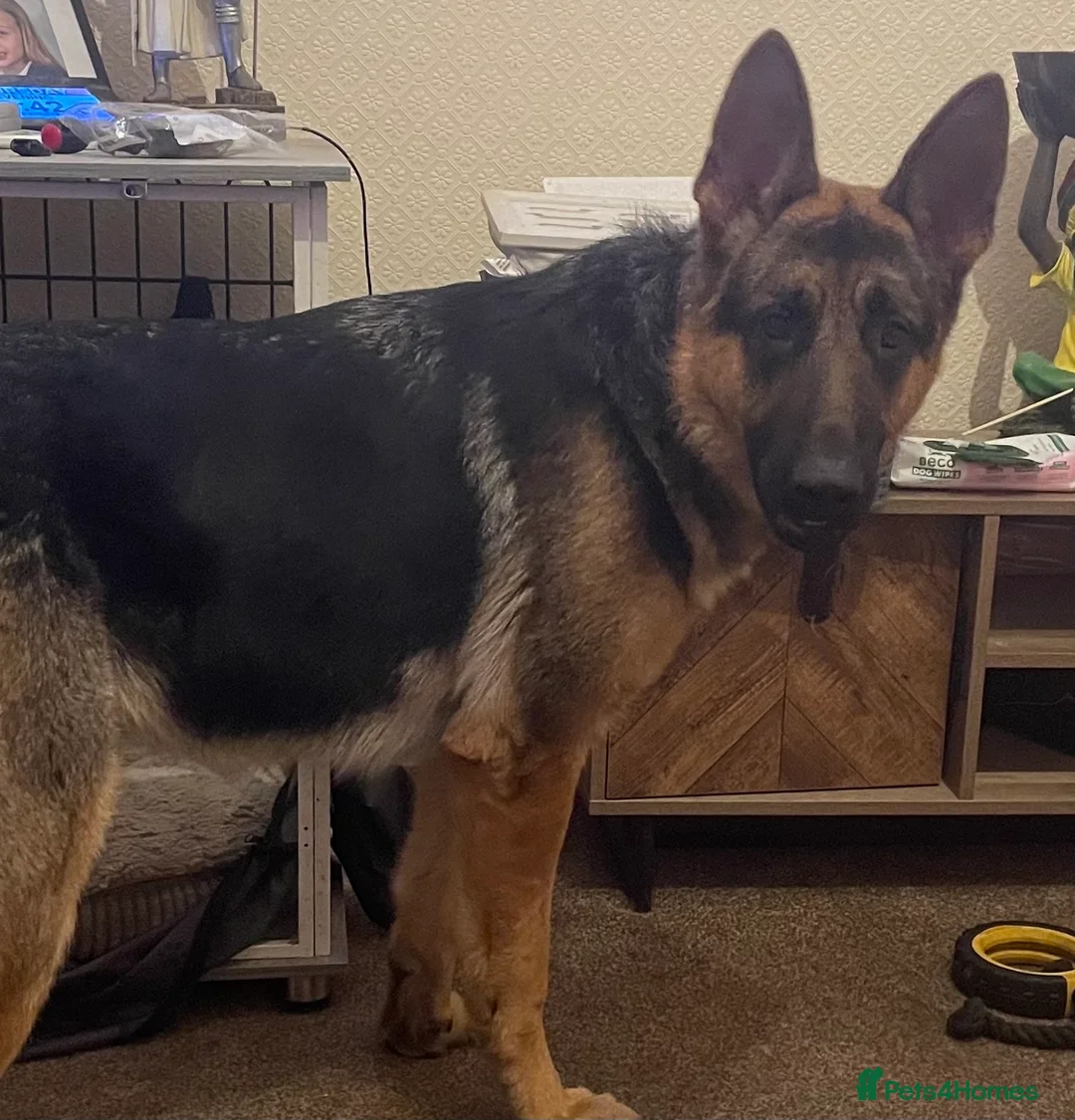 German Shepherd dogs for sale: Male German shepherd  - Advert 4
