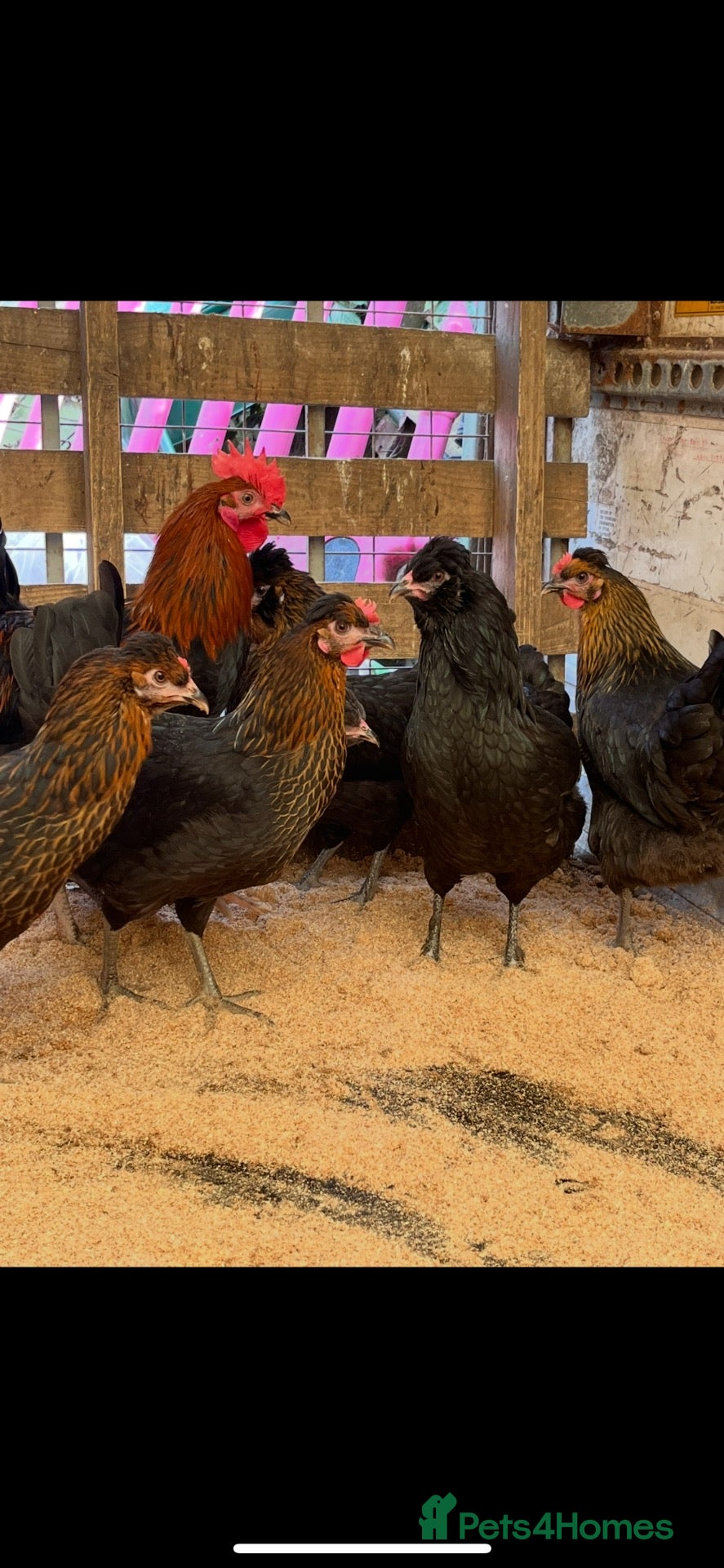 Chickens poultry Point of lay Easter egg layers ( rainbow eggs ) - Advert 1