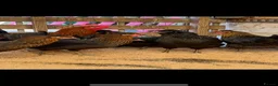Chickens poultry for sale: Point of lay Easter egg layers ( rainbow eggs ) - Advert 1