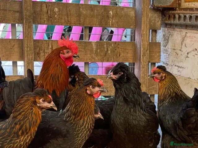 Chickens poultry Point of lay Easter egg layers ( rainbow eggs ) - Advert 1
