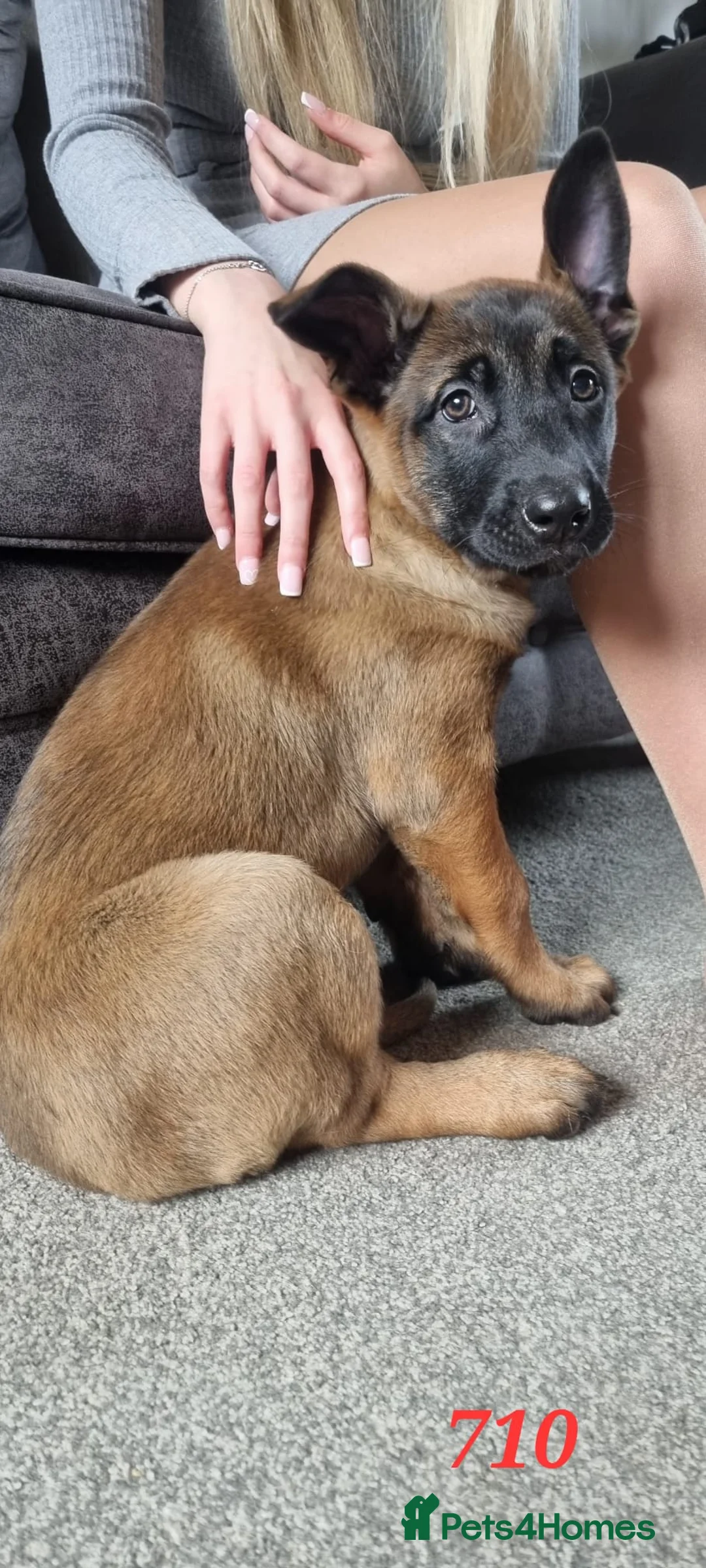 Belgian Shepherd Dog dogs for sale: Lorocmor Luna and Lorockmor Butch pups for sale  - Advert 2