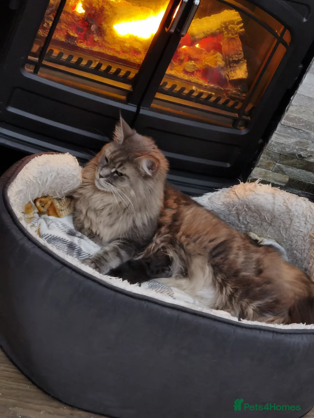 Maine Coon cats for sale: One beautiful silver Maine Coon kitten boy - Advert 6