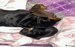 Miniature Dachshund dogs for sale: Black/tan female miniature dachshund  - Image 8