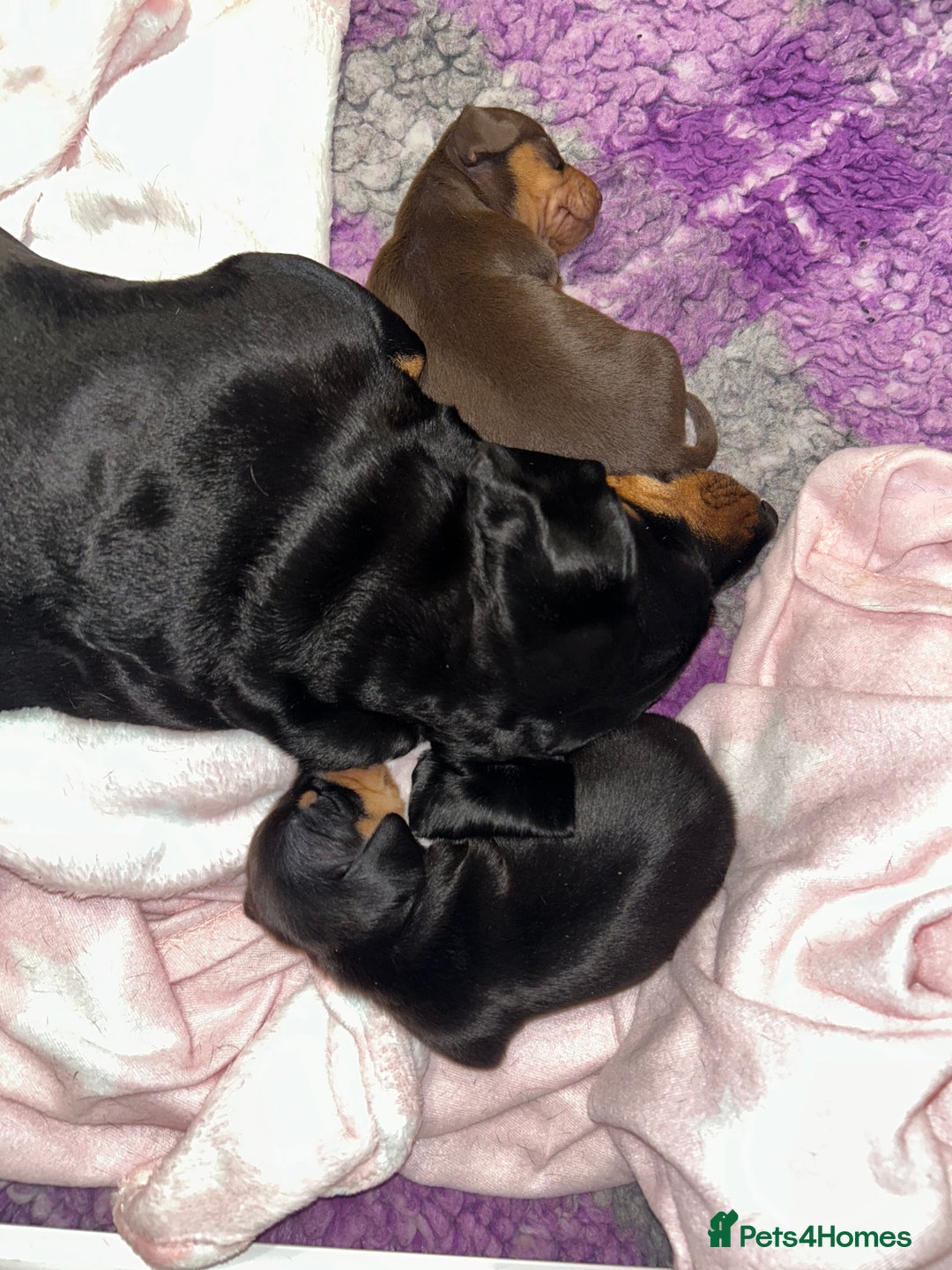 Miniature Dachshund dogs for sale: Black/tan female miniature dachshund  - Image 8