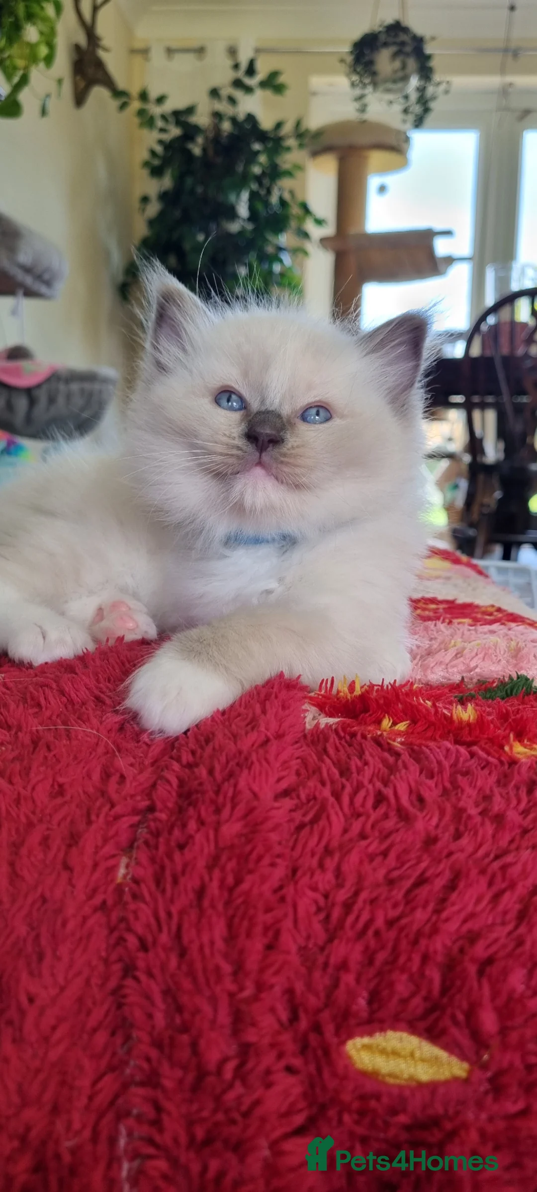 Ragdoll cats for sale: Fluffy Ragdoll Kittens 😸 😍 ♥️  - Advert 19