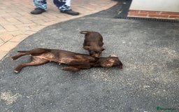 Patterdale Terrier dogs for sale: ⭐️ Patterdale puppies only 2 girls available ⭐️ - Image 10