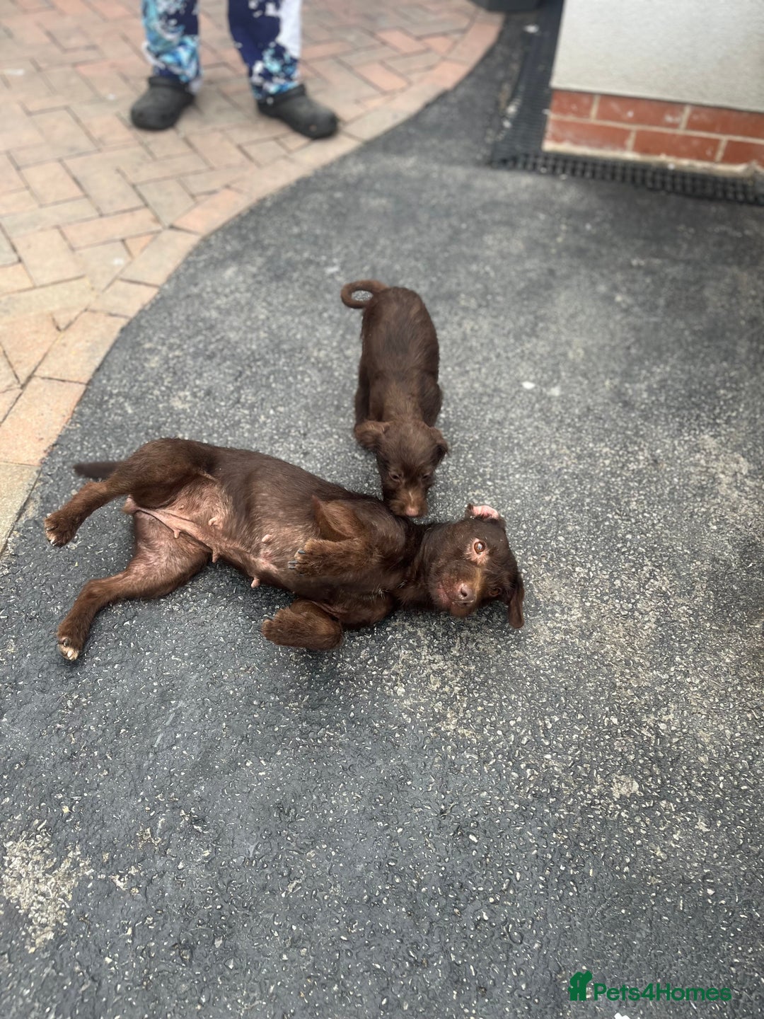 Patterdale Terrier dogs for sale: ⭐️ Patterdale puppies only 2 girls available ⭐️ - Image 10