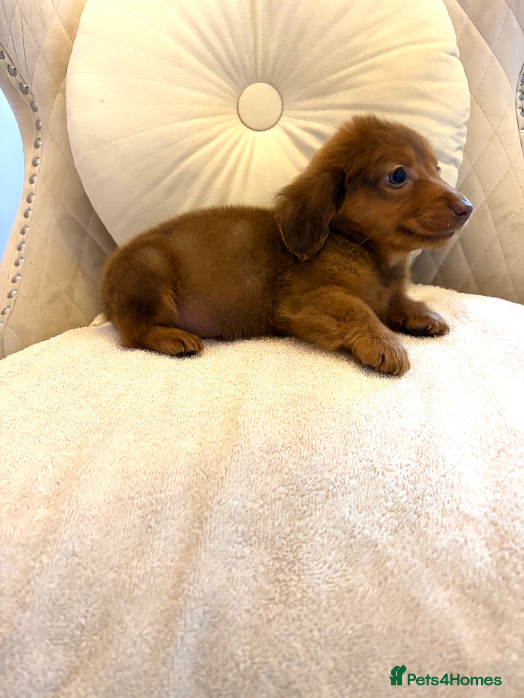 Miniature Dachshund dogs for sale: Dachshund puppy only 1 Boy still available  - Advert 7
