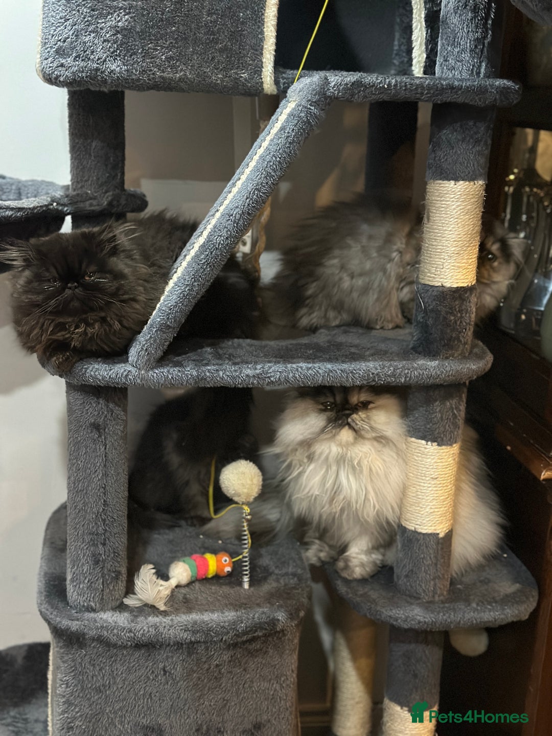 Persian cats for sale: Persian cats for sale - Advert 4