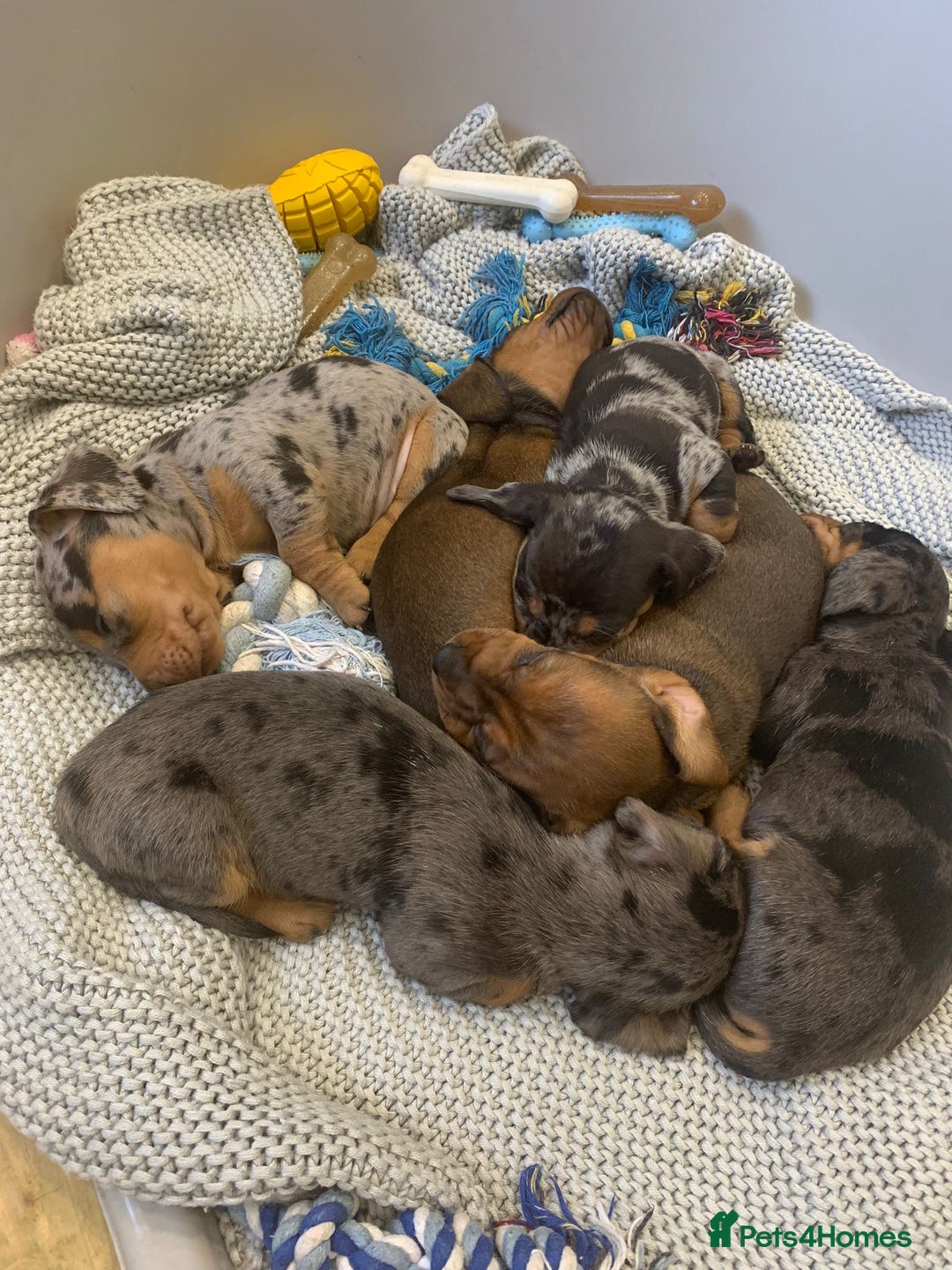 Miniature Dachshund dogs for stud: Miniature Red Dapple - KC Reg in Sheffield - Advert 14