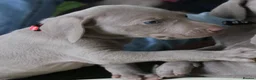 Weimaraner dogs for sale: Stunning puppies, one chuncky silver boy available - Advert 4