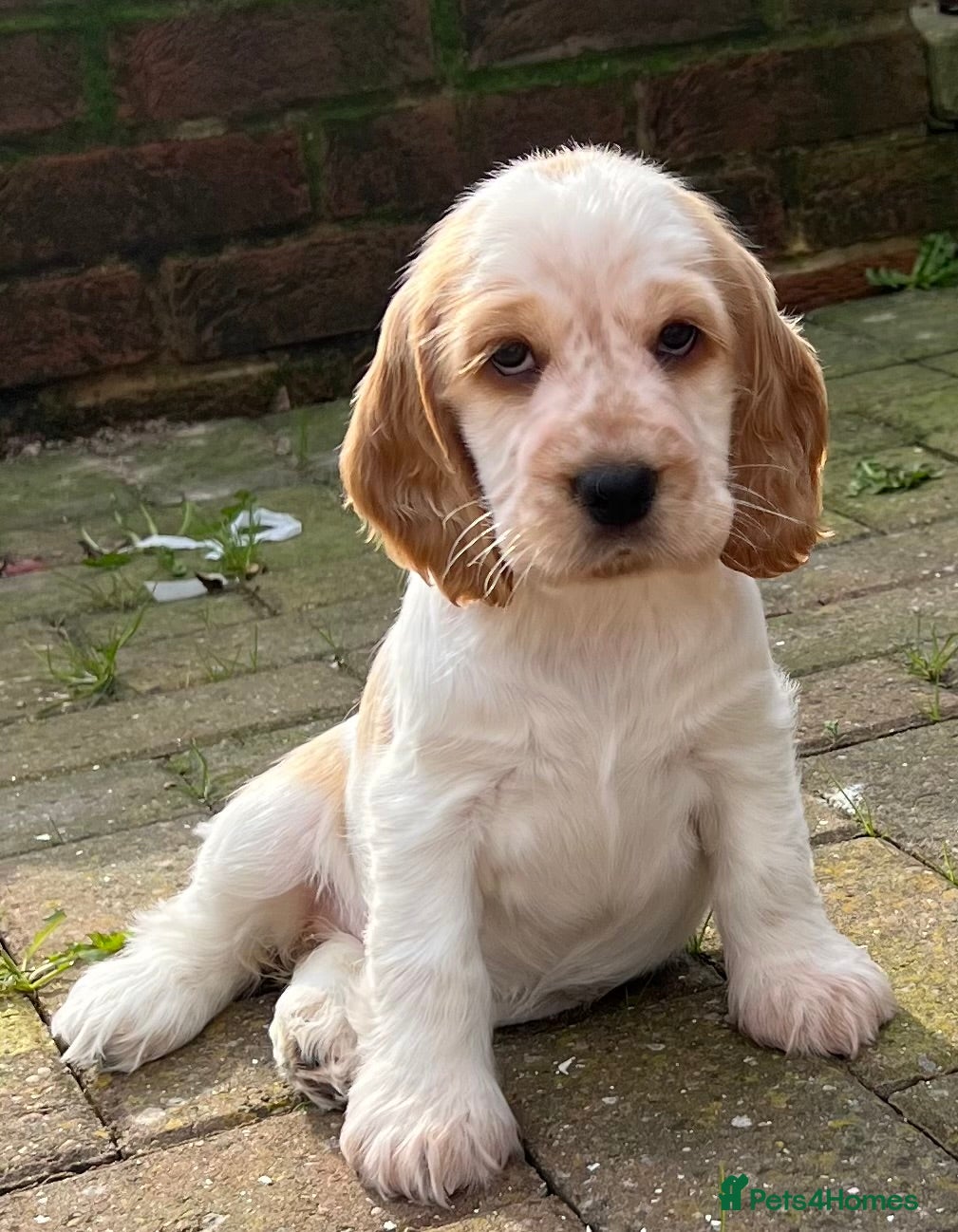 Cocker Spaniel dogs Beautiful orange roan cocker spaniel  - Advert 1