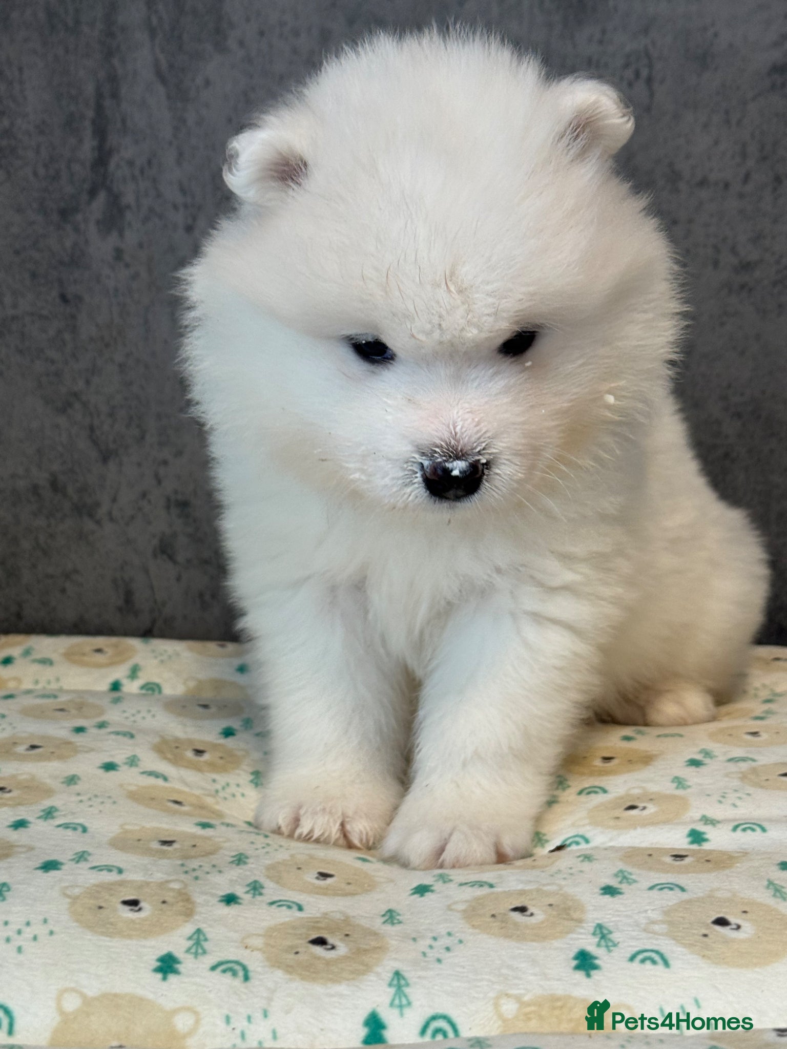 Samoyed Puppy 2