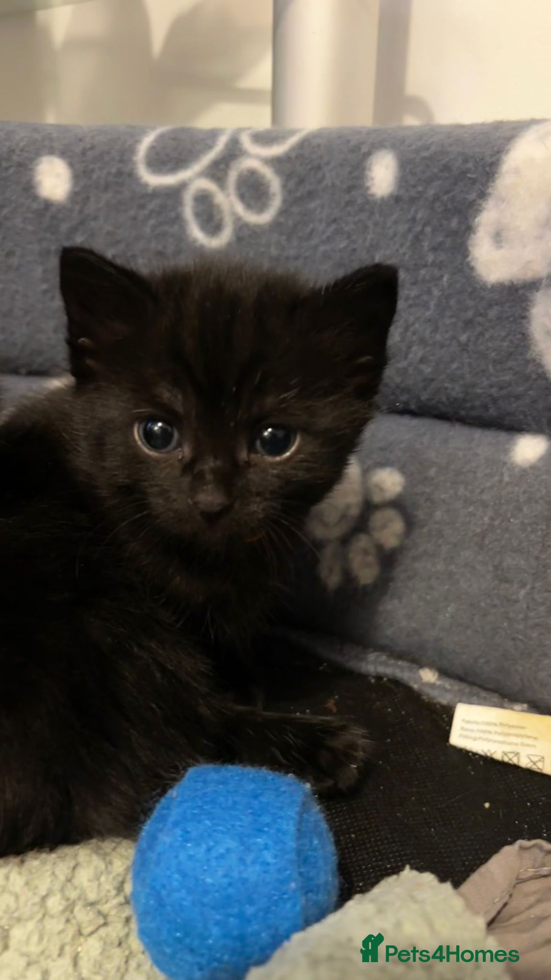 Domestic Shorthair cats for sale: Black kittens - Image 3
