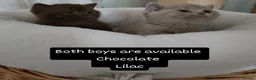 British Shorthair cats for sale: GCCF BSH from champion parents - Advert 4