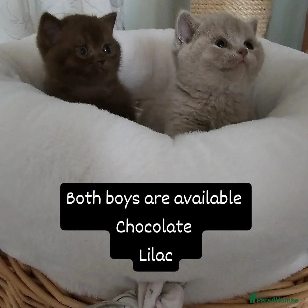 British Shorthair cats for sale: GCCF BSH from champion parents - Advert 4