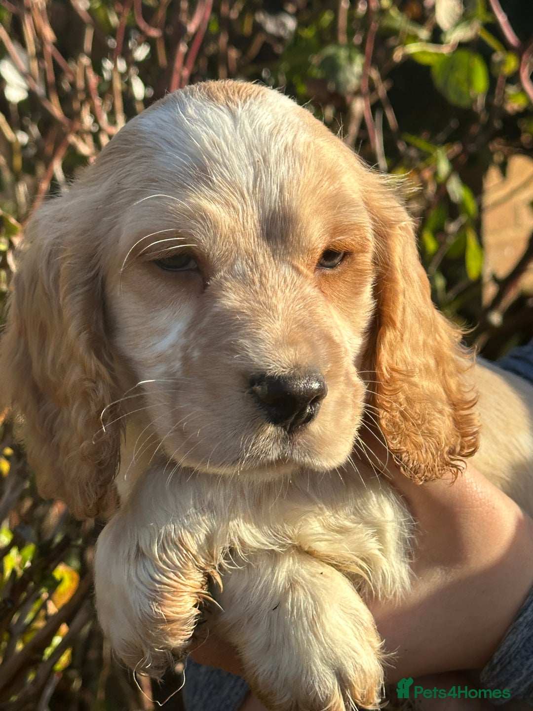 Cocker Spaniel dogs for sale: 1 boy available orange roan  - Advert 27