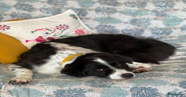 Border Collie dogs - Advert 5