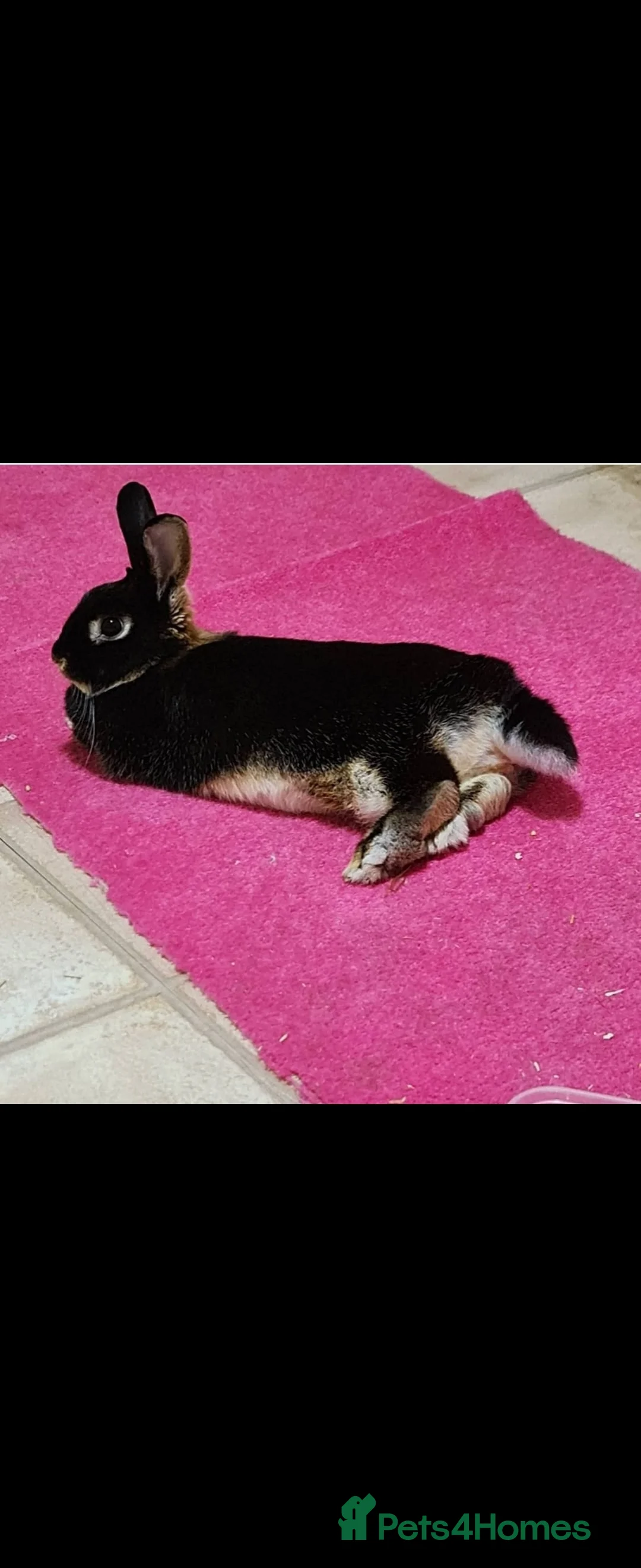 Netherland Dwarf rabbits for sale: Netherland dwarf in Saint Helens - Advert 1