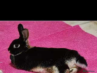 Netherland Dwarf rabbits Netherland dwarf in Saint Helens - Advert 1