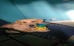 Labrador Retriever dogs for sale: Wanted good home  - Image 6