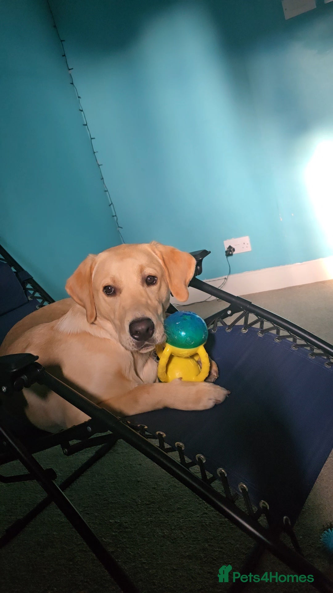 Labrador Retriever dogs for sale: Wanted good home  - Image 6