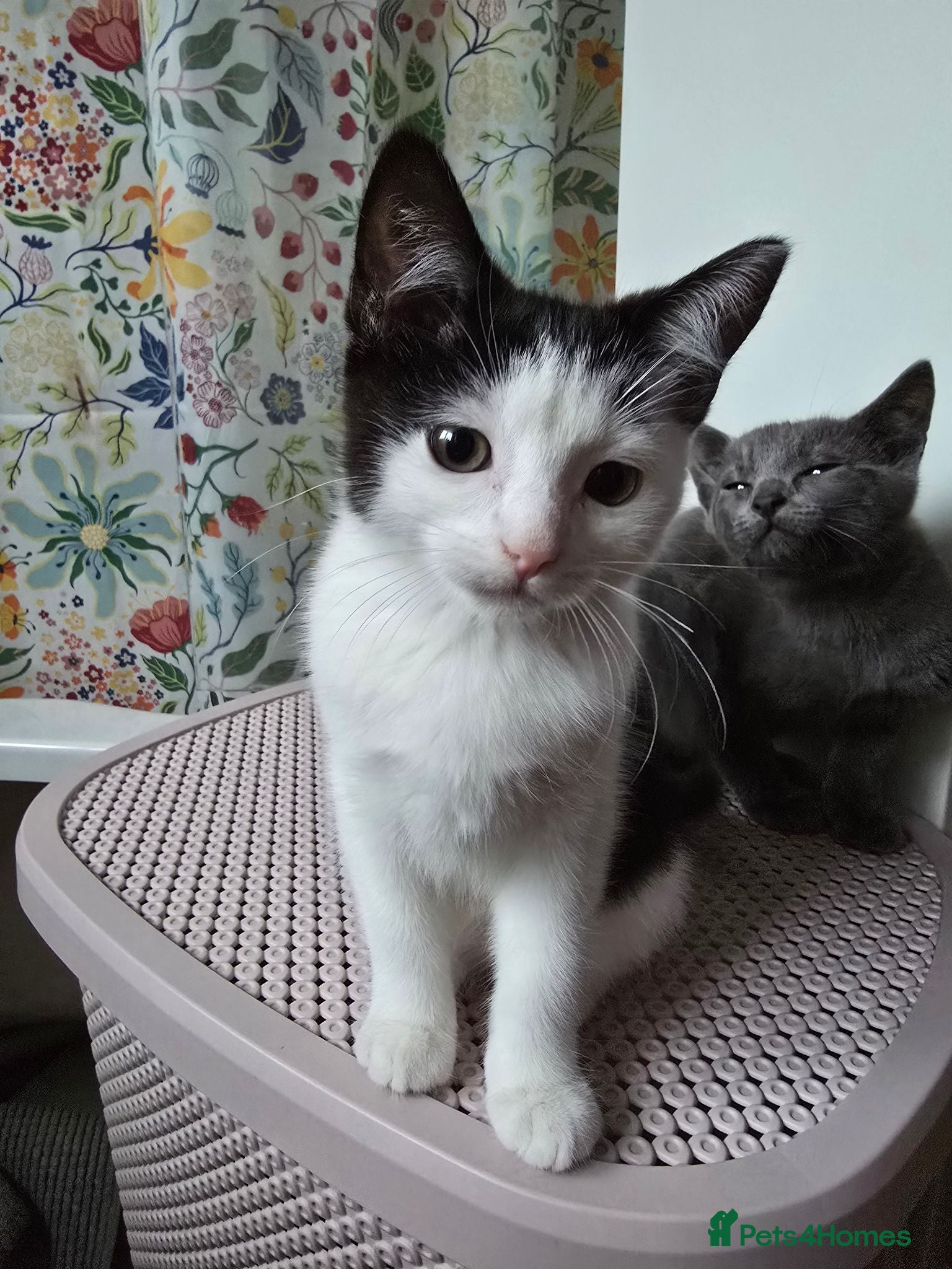 Mixed Breed cats Gorgeous 3 month old male kitten available - Advert 1