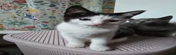 Mixed Breed cats for sale: Gorgeous 3 month old male kitten available - Advert 1