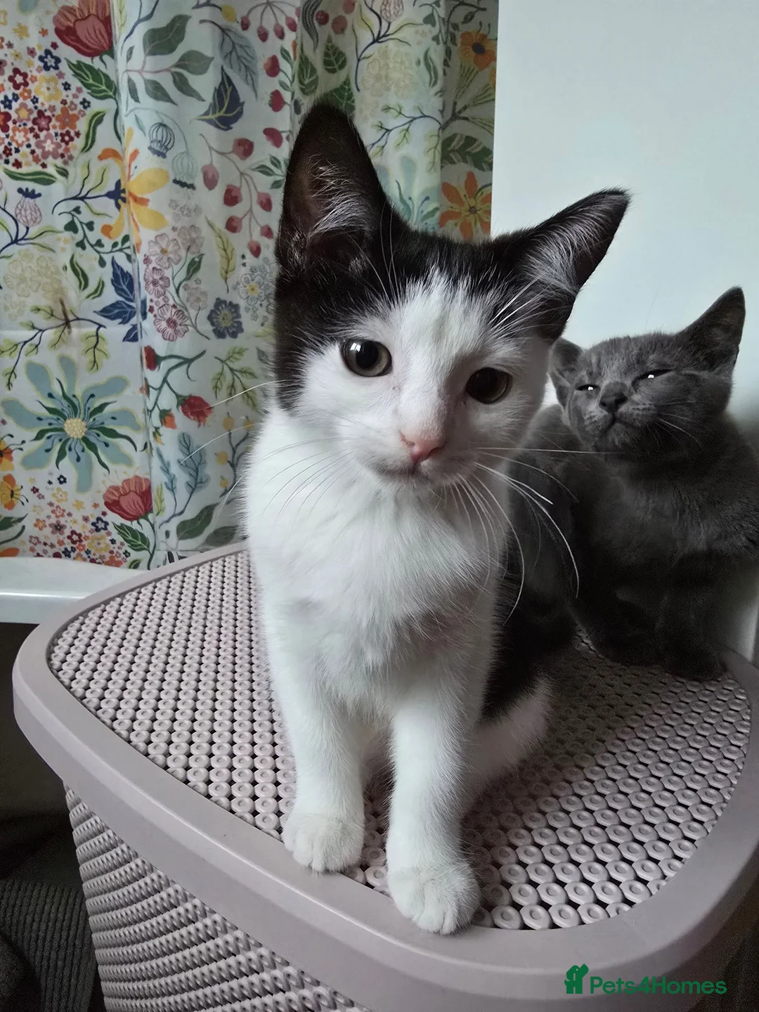 Mixed Breed cats for sale: Gorgeous 3 month old male kitten available - Advert 1