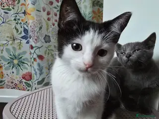 Mixed Breed cats Gorgeous 3 month old male kitten available - Advert 3