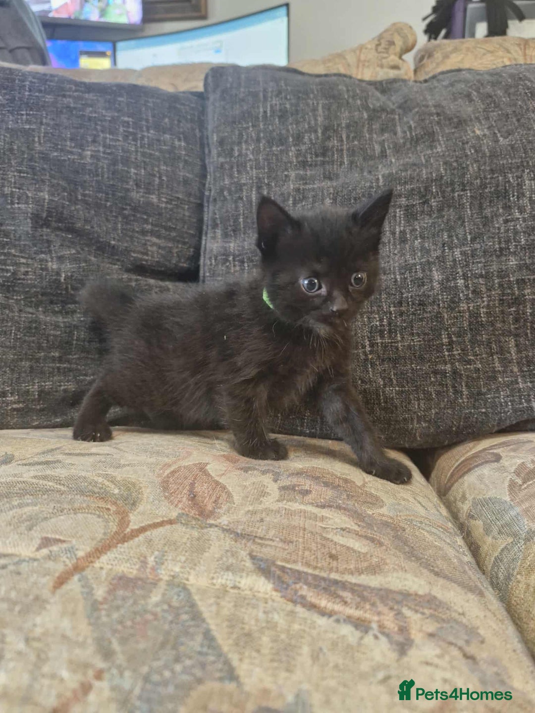 Maine Coon cats for sale: Maine Coon Kittens X - Image 5