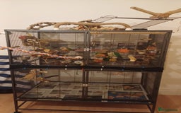 Conures birds for sale: Friendly conures for sale - Image 3