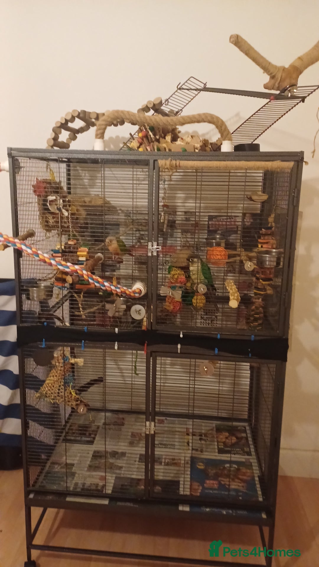 Conures birds for sale: Friendly conures for sale - Image 3