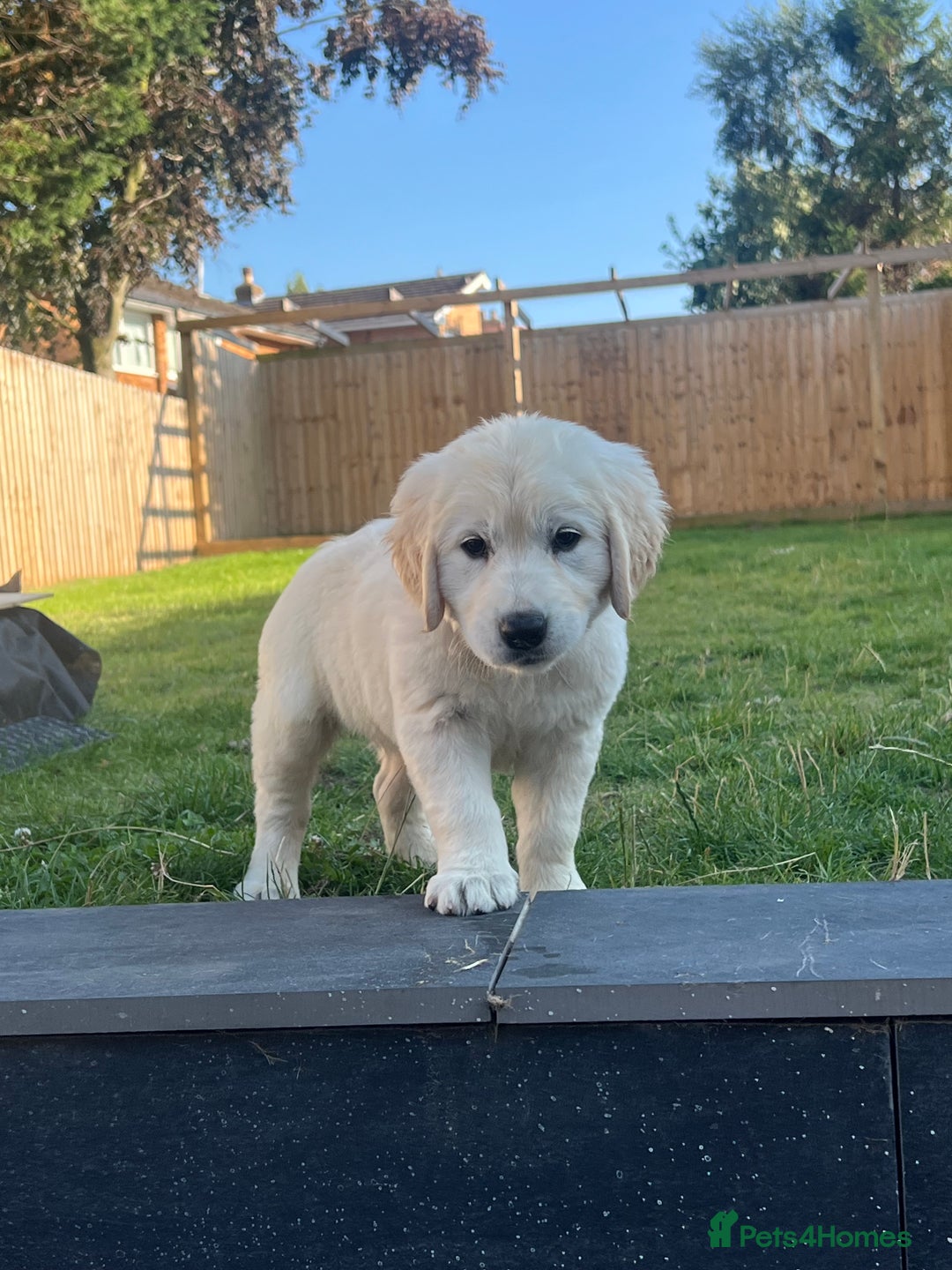 Golden Retriever dogs for sale: Teddy Bear Goldies - Image 2