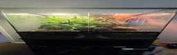 Frog reptiles for sale: White tree frogs blue and brown eyed - Advert 1