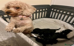 Mixed Breed dogs for sale: 🐾🐶Adorable and very cute Cavaschnauzer 🐶🐾 - Image 1