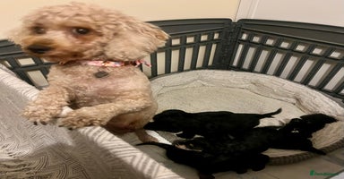 Mixed Breed dogs 🐾🐶Adorable and very cute Cavaschnauzer 🐶🐾 - Advert 1