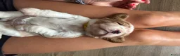 Beaglier dogs for sale: 🐾 Millie’s Beautiful Second & Final Litter 🐾 - Advert 27