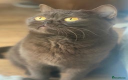 British Shorthair cats for sale: Two beautiful BSH girls must go together - Image 4