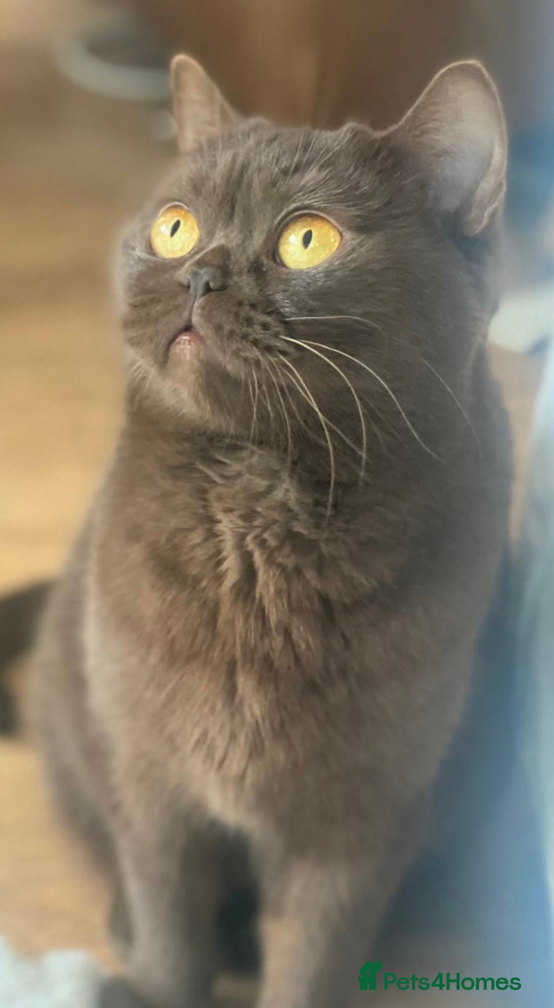 British Shorthair cats for sale: Two beautiful BSH girls must go together - Image 4