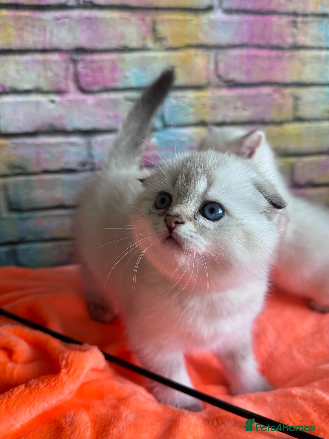 Scottish Fold cats for sale: SCOTTISH FOLD KITTENS 😻 - Advert 5