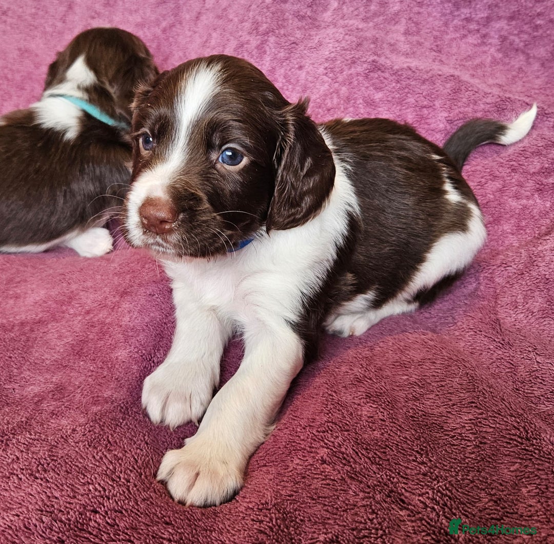 English Springer Spaniel dogs for sale: Mr Blue is looking for his furever home - Image 6