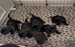 Staffordshire Bull Terrier dogs for sale: Staffy puppies looking for their forever homes - Image 7