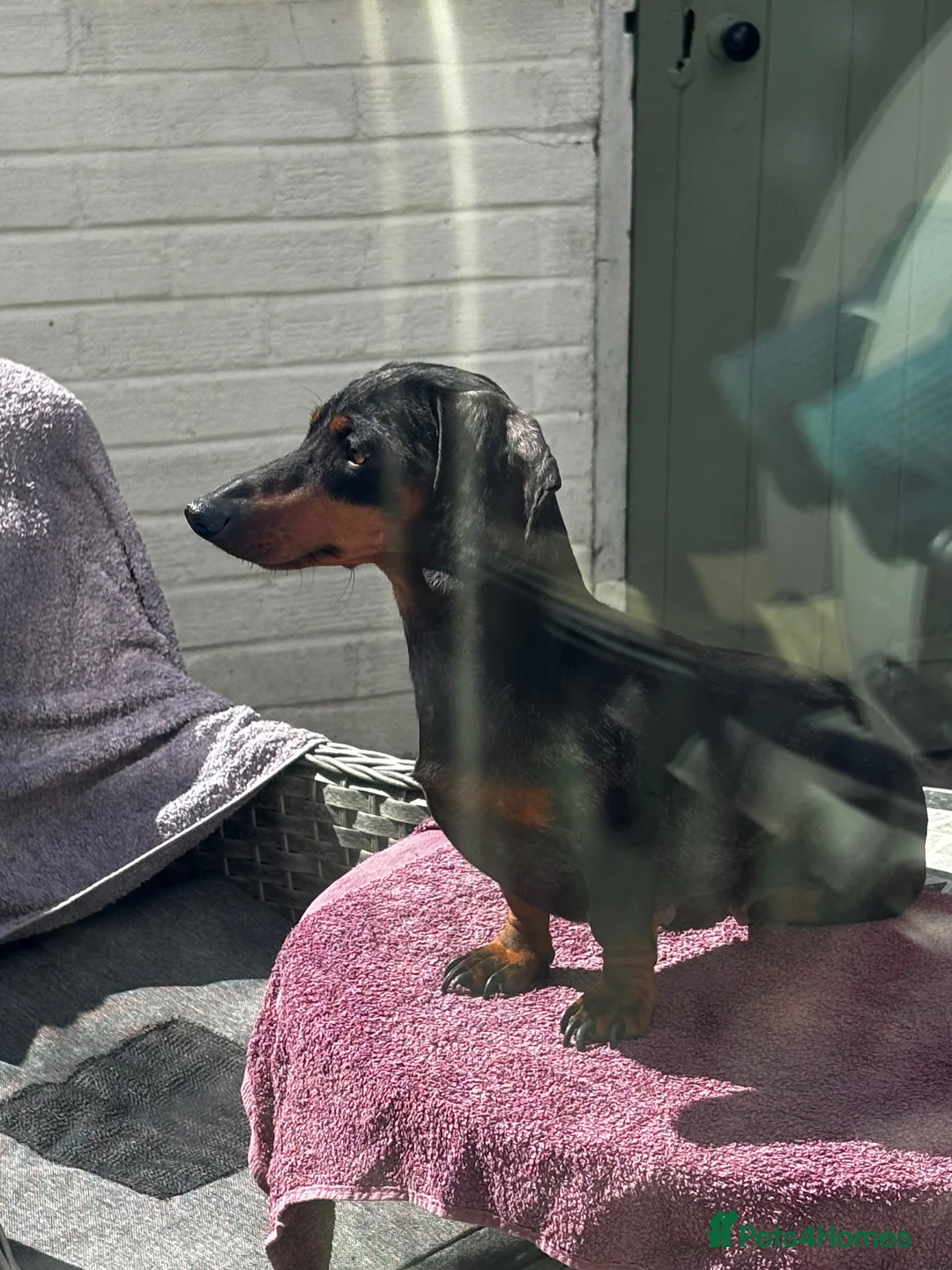 Miniature Dachshund dogs for sale: Wonderful litter of miniature dachshunds  - Advert 18