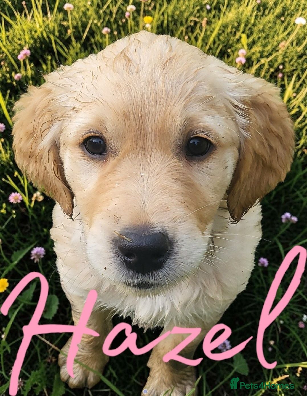 Golden Retriever dogs Female KC Golden Retriever  - Advert 4