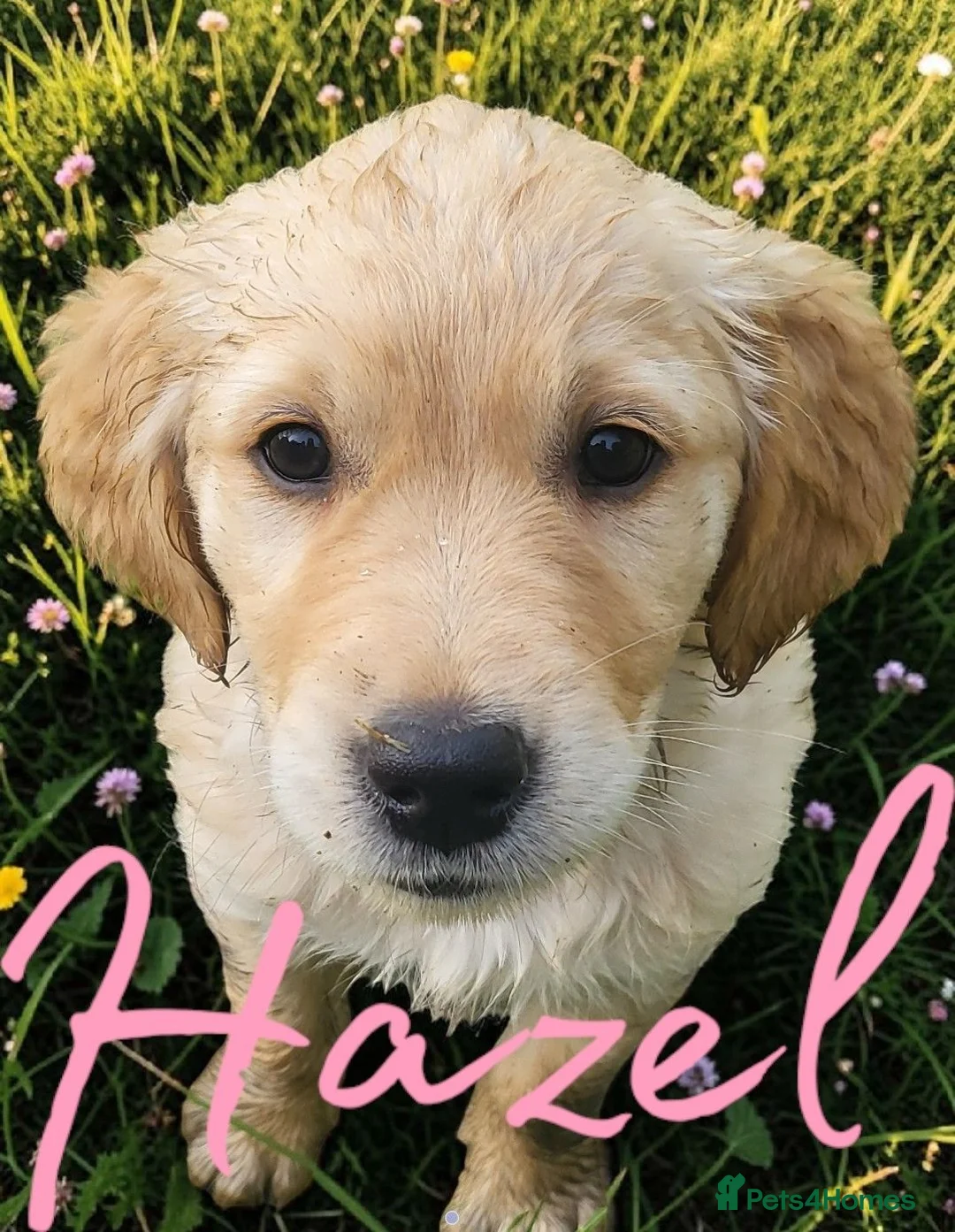 Golden Retriever dogs for sale: Female KC Golden Retriever  - Advert 1
