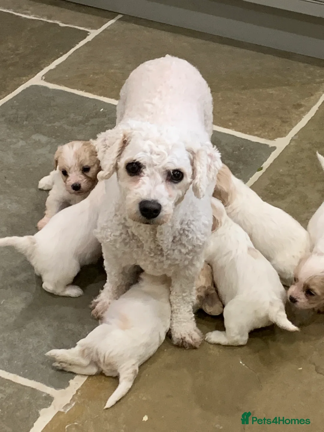 Cavachon dogs for sale: Beautiful F1 Cavachon Puppies - Advert 5